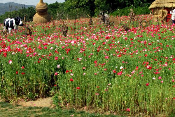 虞美人種子怎么種植 虞美人什么時候播種(種植時間)