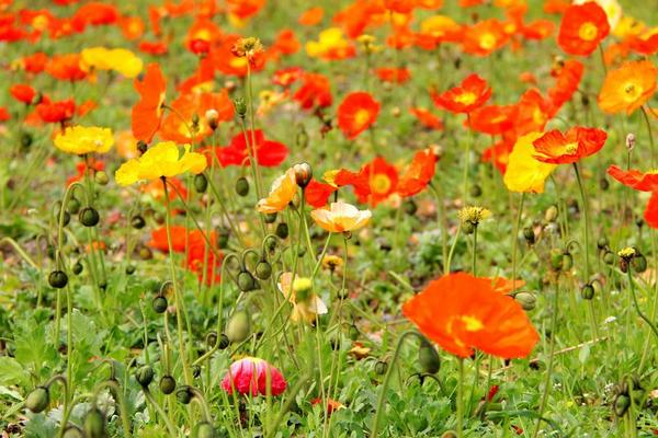 虞美人種子怎么種植 虞美人什么時候播種(種植時間)