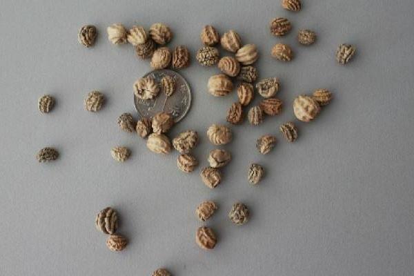 金蓮花種子市場價格多少錢一斤 金蓮花的品種