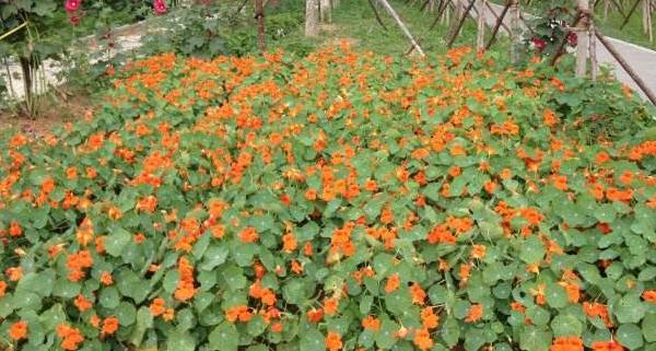 金蓮花種子市場價格多少錢一斤 金蓮花的品種