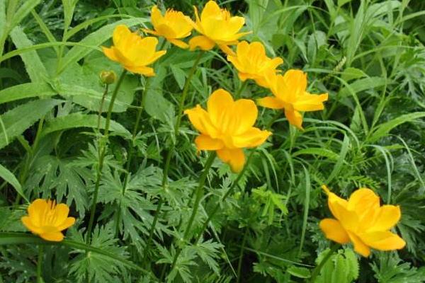 金蓮花種子市場價格多少錢一斤 金蓮花的品種