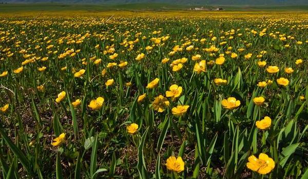 金蓮花種子市場價格多少錢一斤 金蓮花的品種