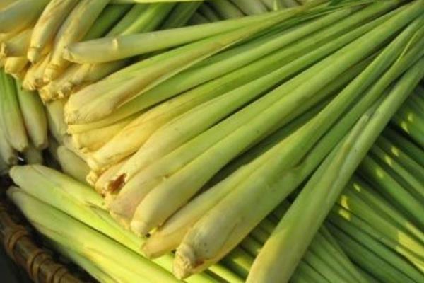 香茅油市場價格多少錢一斤 如何制作香茅草驅蚊水