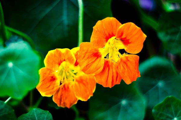 金蓮花種子市場價格多少錢一斤 金蓮花的品種