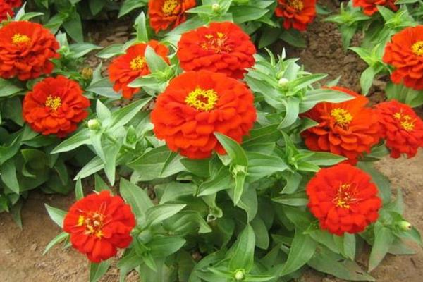 百日草怎么種 百日草什么時候播種