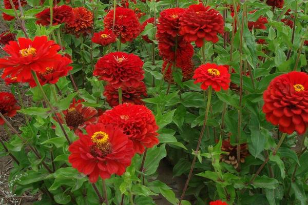 百日草怎么種 百日草什么時候播種