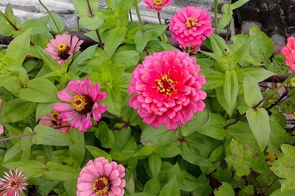 百日草怎么種 百日草什么時候播種