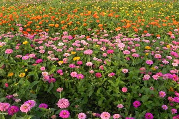 百日草怎么種 百日草什么時候播種