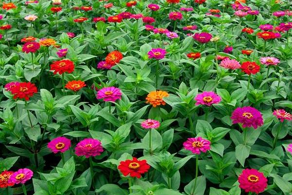 百日草怎么種 百日草什么時候播種