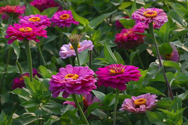 百日草怎么種 百日草什么時候播種