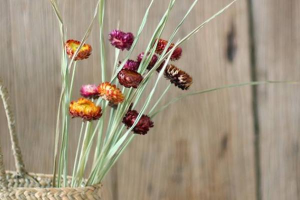 麥稈菊怎么做干花 如何對花卉進行干燥處理