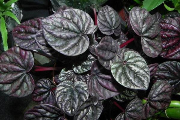 皺葉椒草有毒嗎 皺葉椒草葉子蔫了怎么辦