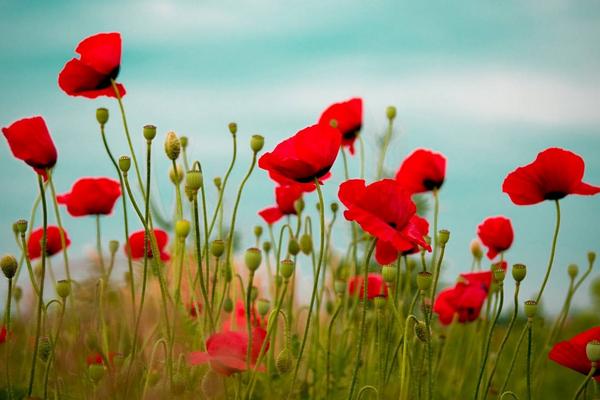 虞美人是什么意思 虞美人的花語