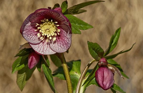 嚏根草什么時候開花 嚏根草花期是幾月