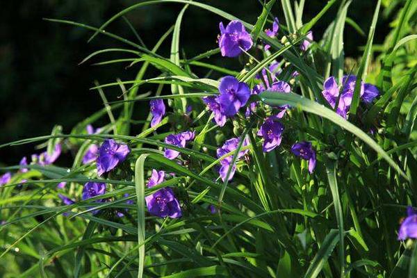 紫露草圖片大全 紫露草花語及寓意