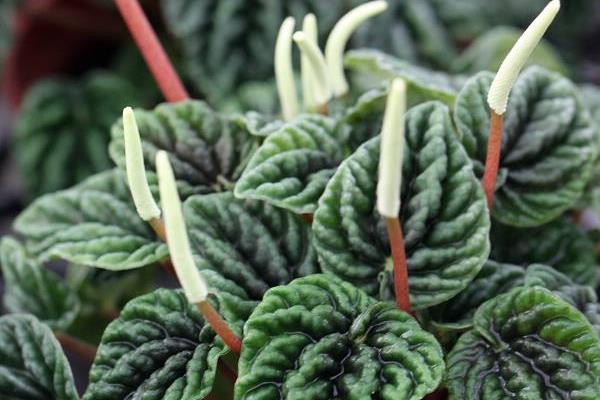 皺葉椒草怎么養(yǎng) 皺葉椒草養(yǎng)殖方法與注意事項