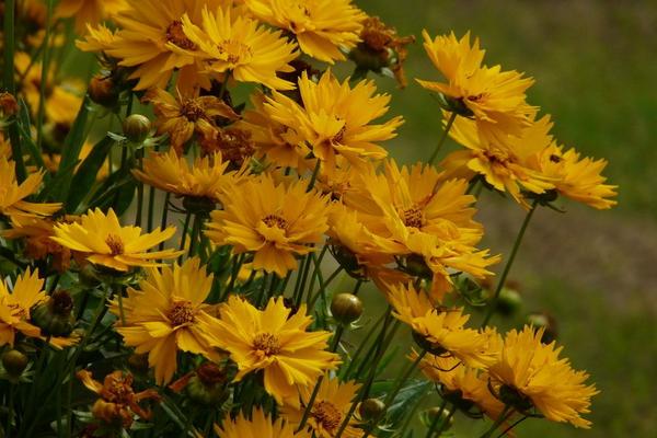 大花金雞菊怎么種 大花金雞菊種植方法與注意事項(xiàng)