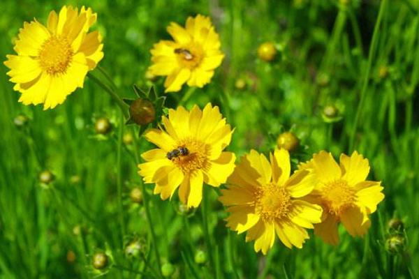 大花金雞菊怎么種 大花金雞菊種植方法與注意事項(xiàng)