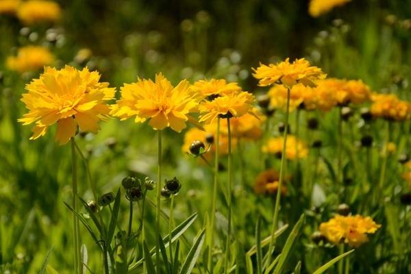 大花金雞菊怎么種 大花金雞菊種植方法與注意事項(xiàng)