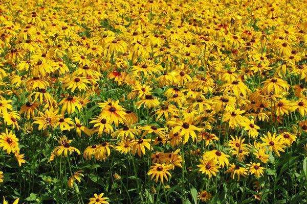 大花金雞菊怎么種 大花金雞菊種植方法與注意事項(xiàng)