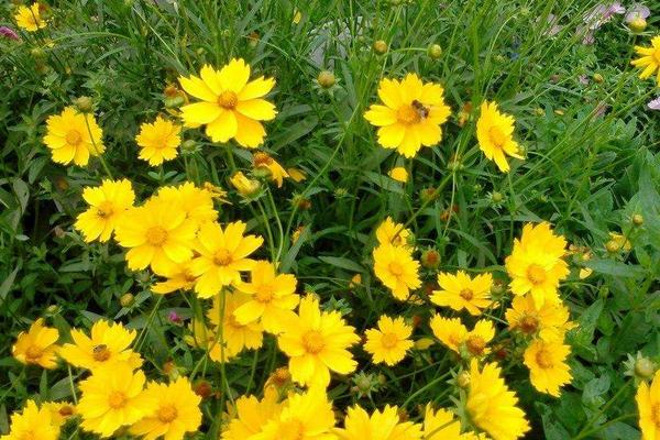 大花金雞菊怎么種 大花金雞菊種植方法與注意事項(xiàng)