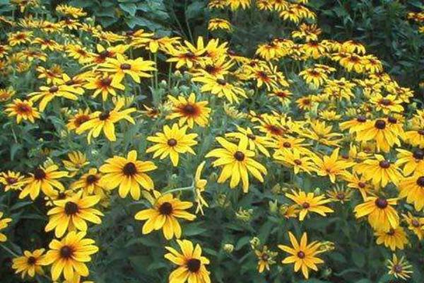 大花金雞菊怎么種 大花金雞菊種植方法與注意事項(xiàng)