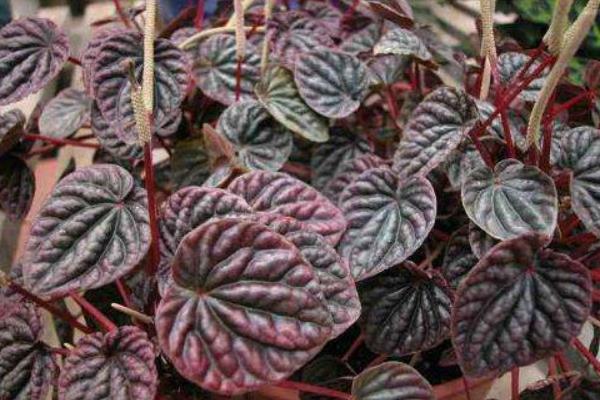 皺葉椒草怎么養(yǎng) 皺葉椒草養(yǎng)殖方法與注意事項