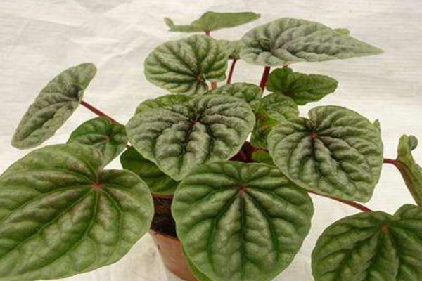 皺葉椒草怎么養(yǎng) 皺葉椒草養(yǎng)殖方法與注意事項