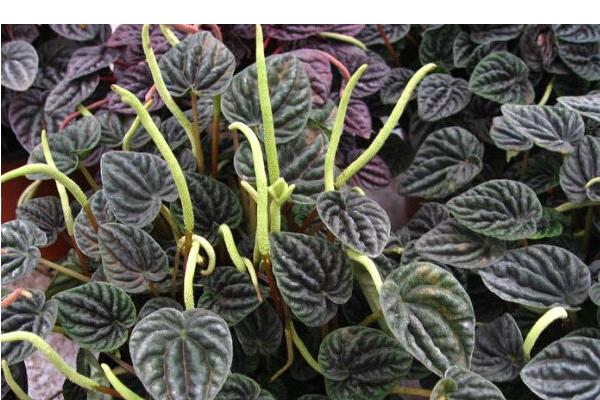 皺葉椒草怎么養(yǎng) 皺葉椒草養(yǎng)殖方法與注意事項