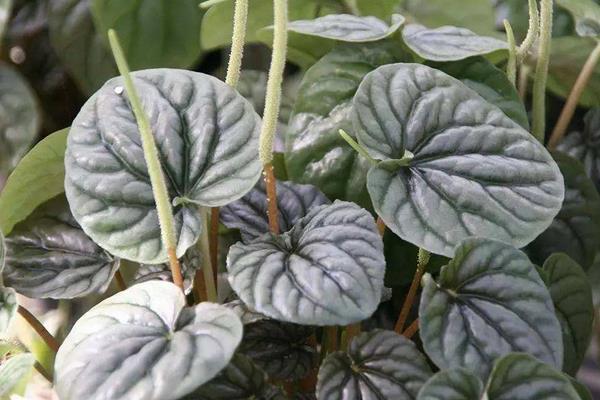 皺葉椒草怎么養(yǎng) 皺葉椒草養(yǎng)殖方法與注意事項