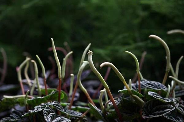 皺葉椒草怎么養(yǎng) 皺葉椒草養(yǎng)殖方法與注意事項