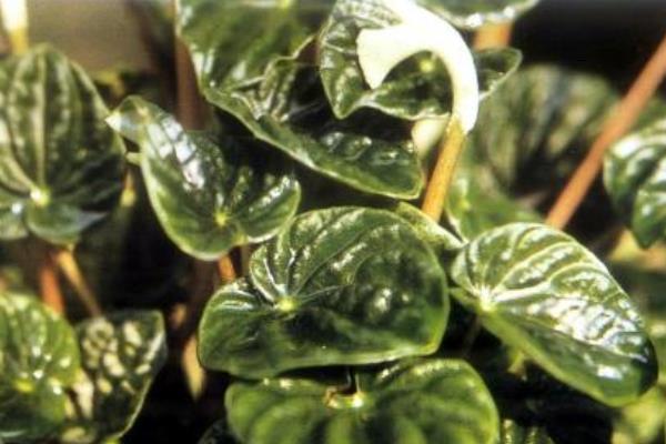 皺葉椒草怎么養(yǎng) 皺葉椒草養(yǎng)殖方法與注意事項