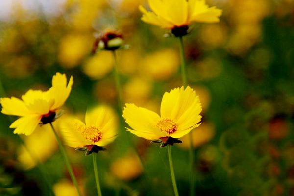 大花金雞菊種子市場價格多少錢一斤 大花金雞菊種子的種植方法