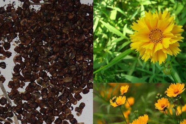 大花金雞菊種子市場價格多少錢一斤 大花金雞菊種子的種植方法