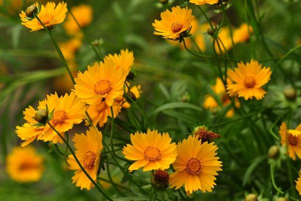 大花金雞菊種子市場價格多少錢一斤 大花金雞菊種子的種植方法