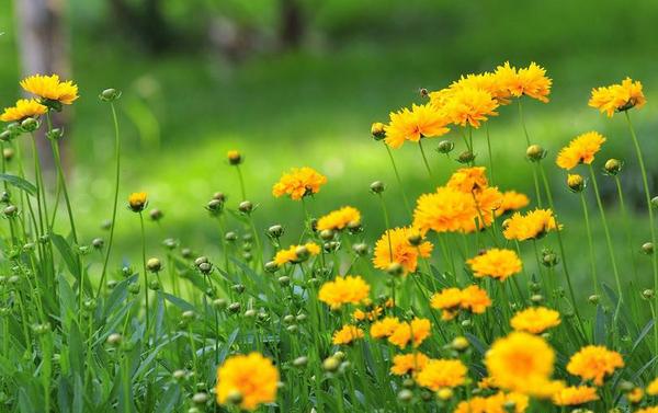 大花金雞菊種子市場價格多少錢一斤 大花金雞菊種子的種植方法