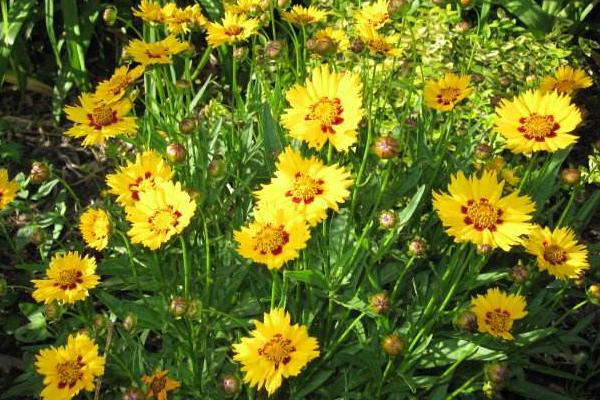 大花金雞菊種子市場價格多少錢一斤 大花金雞菊種子的種植方法