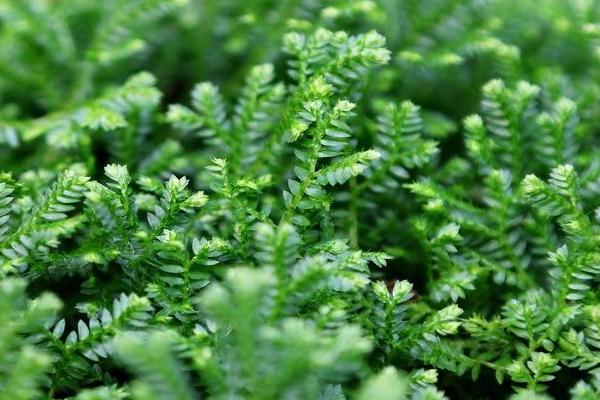 翠云草在北方能養嗎 翠云草的養殖方法