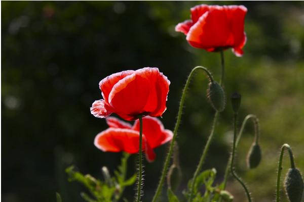 虞美人種子怎么種植 虞美人什么時候播種(種植時間)