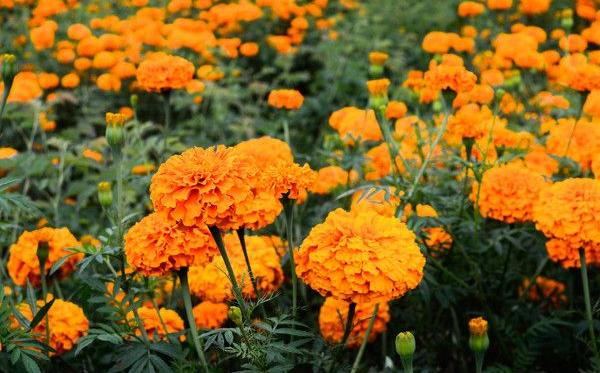 萬壽菊種子市場價格多少錢一斤 萬壽菊種子的種植方法