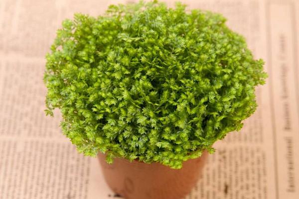 翠云草功效與作用及禁忌 翠云草市場(chǎng)價(jià)值