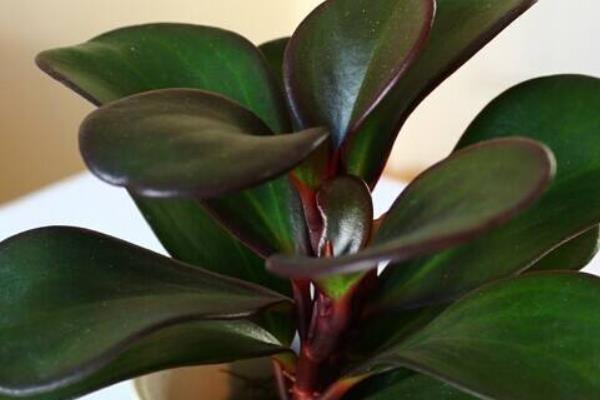 紫邊碧玉椒草有毒嗎 紫邊碧玉椒草能放在室內臥室嗎