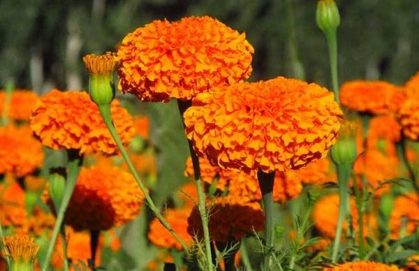 萬壽菊和孔雀草的區別是什么 萬壽菊的四季養護法