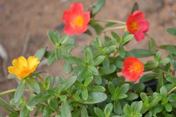 半枝蓮怎么種 半枝蓮種植方法與注意事項