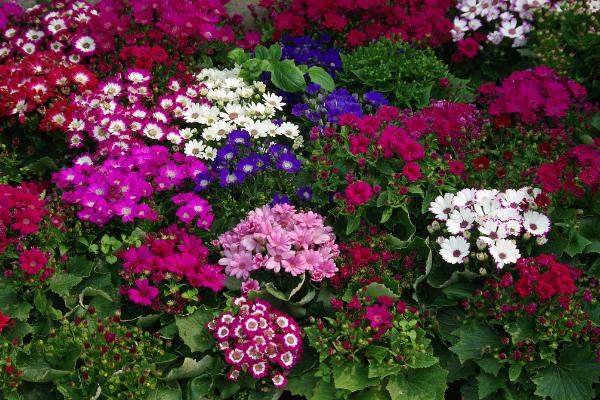 瓜葉菊的繁殖方法 瓜葉菊開完花后怎么處理