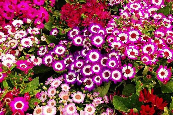 瓜葉菊圖片大全 瓜葉菊花語