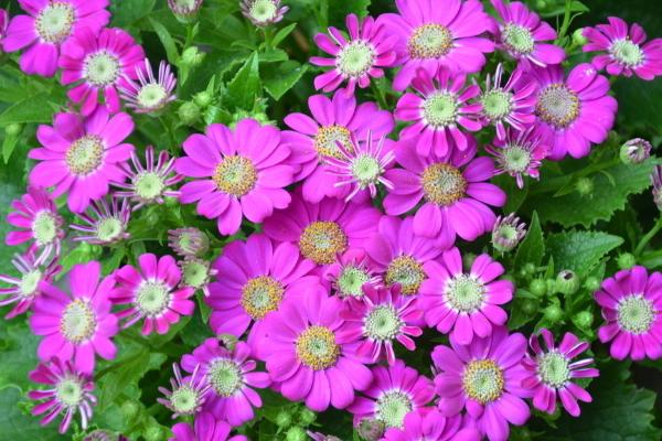 瓜葉菊葉子干枯蔫了的原因及解決方法 瓜葉菊葉子發黃是什么原因