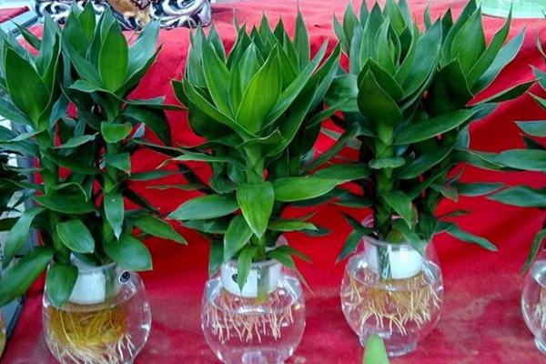 蓮花竹為什么要養(yǎng)三棵 蓮花竹的養(yǎng)殖方法和注意事項(xiàng)