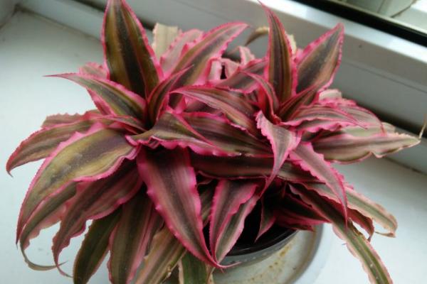 姬鳳梨葉子干枯變色的原因及解決方法 姬鳳梨的繁殖方法