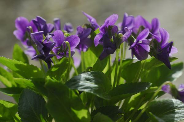 家庭紫花地丁盆栽養(yǎng)殖方法 紫花地丁如何移栽